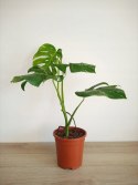 Monstera Deliciosa Variegata nr5 Kolekcjonerska Duża Wybarwiona Ukorzeniona