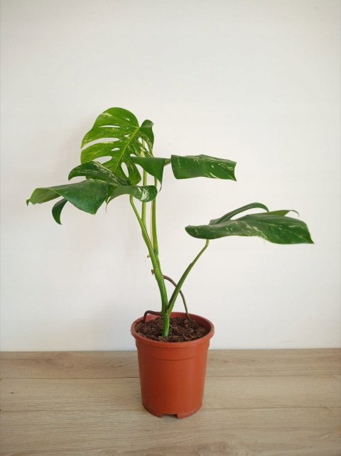 Monstera Deliciosa Variegata nr5 Kolekcjonerska Duża Wybarwiona Ukorzeniona Monstera Deliciosa Variegata nr5 Kolekcjonerska Duża Wybarwiona Ukorzeniona