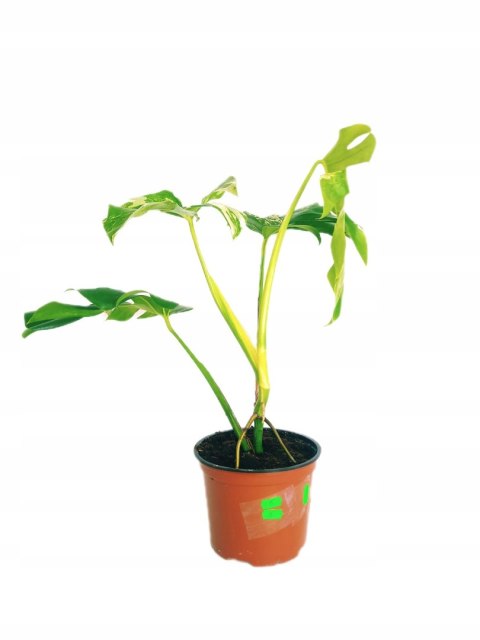 Monstera Deliciosa Variegata nr8 Kolekcjonerska Duża Wybarwiona Ukorzeniona Monstera Deliciosa Variegata nr8 Kolekcjonerska Duża Wybarwiona Ukorzeniona