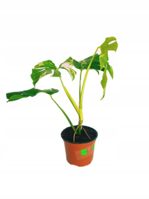 Monstera Deliciosa Variegata nr8 Kolekcjonerska Duża Wybarwiona Ukorzeniona Monstera Deliciosa Variegata nr8 Kolekcjonerska Duża Wybarwiona Ukorzeniona