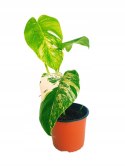 Monstera Deliciosa Variegata nr9 Kolekcjonerska Duża Wybarwiona Ukorzeniona