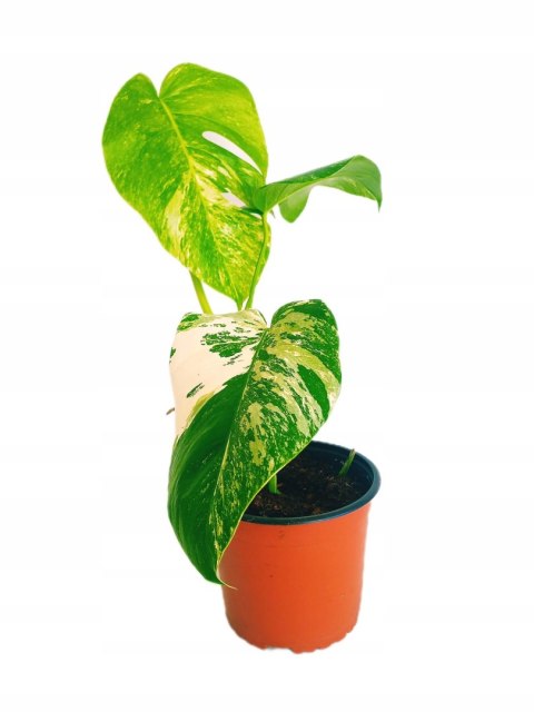 Monstera Deliciosa Variegata nr9 Kolekcjonerska Duża Wybarwiona Ukorzeniona Monstera Deliciosa Variegata nr9 Kolekcjonerska Duża Wybarwiona Ukorzeniona
