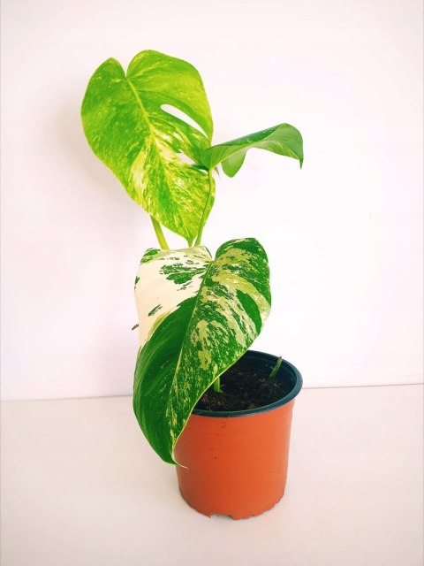 Monstera Deliciosa Variegata nr9 Kolekcjonerska Duża Wybarwiona Ukorzeniona Monstera Deliciosa Variegata nr9 Kolekcjonerska Duża Wybarwiona Ukorzeniona