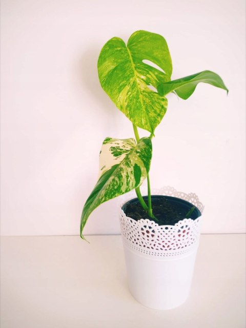 Monstera Deliciosa Variegata nr9 Kolekcjonerska Duża Wybarwiona Ukorzeniona Monstera Deliciosa Variegata nr9 Kolekcjonerska Duża Wybarwiona Ukorzeniona