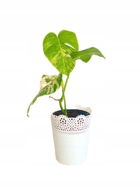 Monstera Deliciosa Variegata nr9 Kolekcjonerska Duża Wybarwiona Ukorzeniona Monstera Deliciosa Variegata nr9 Kolekcjonerska Duża Wybarwiona Ukorzeniona