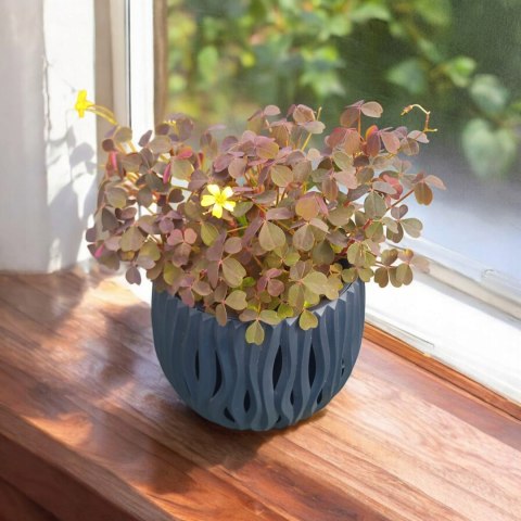 Oxalis kwiat miłości szczęścia koniczynka szczawik Bordowy brązowy Oxalis kwiat miłości szczęścia koniczynka szczawik Bordowy brązowy