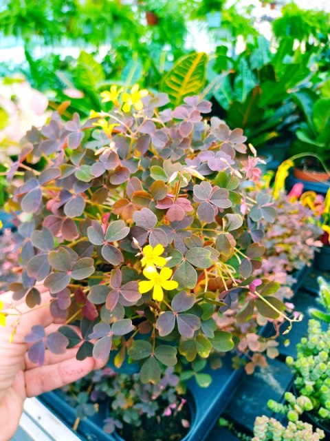 Oxalis kwiat miłości szczęścia koniczynka szczawik Bordowy brązowy Oxalis kwiat miłości szczęścia koniczynka szczawik Bordowy brązowy