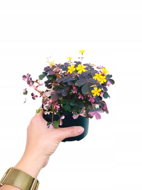 Oxalis kwiat miłości szczęścia koniczynka szczawik Bordowy brązowy Oxalis kwiat miłości szczęścia koniczynka szczawik Bordowy brązowy