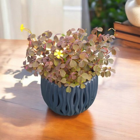 Oxalis kwiat miłości szczęścia koniczynka szczawik Bordowy brązowy Oxalis kwiat miłości szczęścia koniczynka szczawik Bordowy brązowy