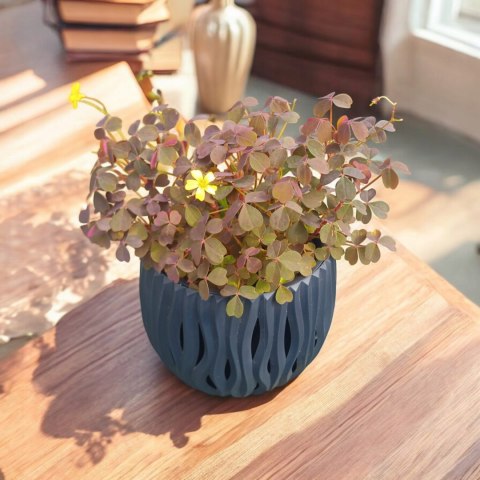 Oxalis kwiat miłości szczęścia koniczynka szczawik Bordowy brązowy Oxalis kwiat miłości szczęścia koniczynka szczawik Bordowy brązowy