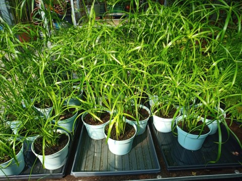 Papirus Cibora zmienna Cyperus alternifolius do Domu Ogrodu i Oczek Wodnych Papirus Cibora zmienna Cyperus alternifolius do Domu Ogrodu i Oczek Wodnych