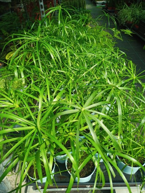 Papirus Cibora zmienna Cyperus alternifolius do Domu Ogrodu i Oczek Wodnych Papirus Cibora zmienna Cyperus alternifolius do Domu Ogrodu i Oczek Wodnych