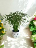 Papirus Cibora zmienna Cyperus alternifolius do Domu Ogrodu i Oczek Wodnych