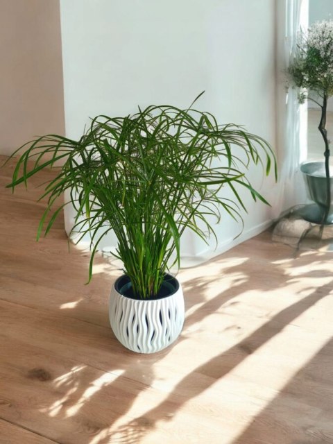 Papirus Cibora zmienna Cyperus alternifolius do Domu Ogrodu i Oczek Wodnych Papirus Cibora zmienna Cyperus alternifolius do Domu Ogrodu i Oczek Wodnych