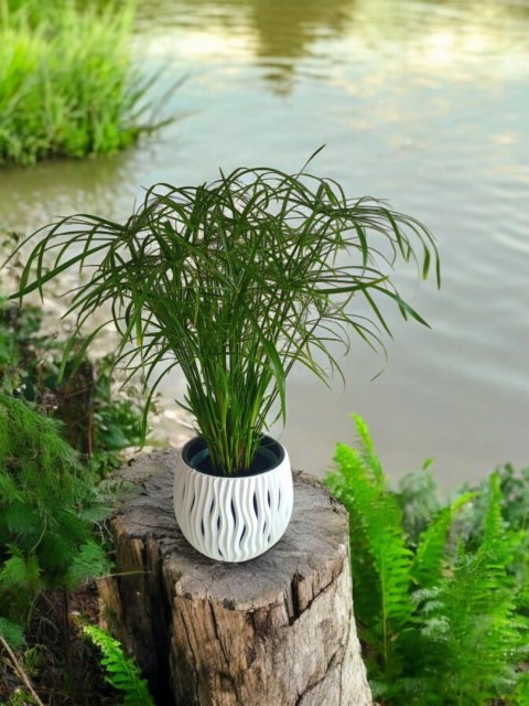 Papirus Cibora zmienna Cyperus alternifolius do Domu Ogrodu i Oczek Wodnych Papirus Cibora zmienna Cyperus alternifolius do Domu Ogrodu i Oczek Wodnych