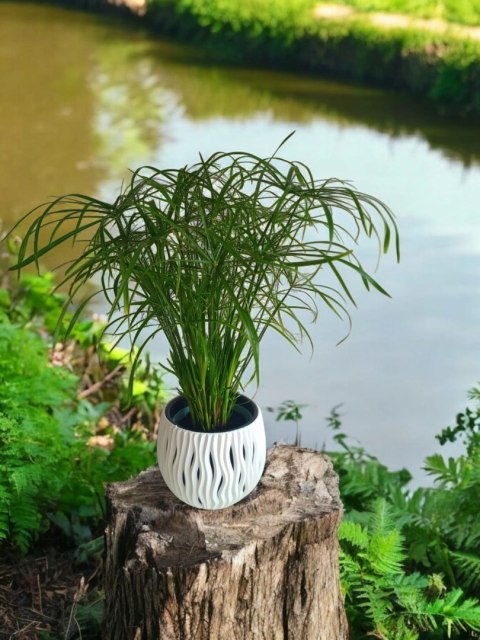 Papirus Cibora zmienna Cyperus alternifolius do Domu Ogrodu i Oczek Wodnych Papirus Cibora zmienna Cyperus alternifolius do Domu Ogrodu i Oczek Wodnych