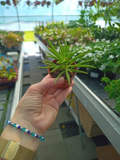 Peperomia Fasolowa ferreyrae Peperomia happy Bean Las w Słoiku Szkle Peperomia Fasolowa ferreyrae Peperomia happy Bean Las w Słoiku Szkle