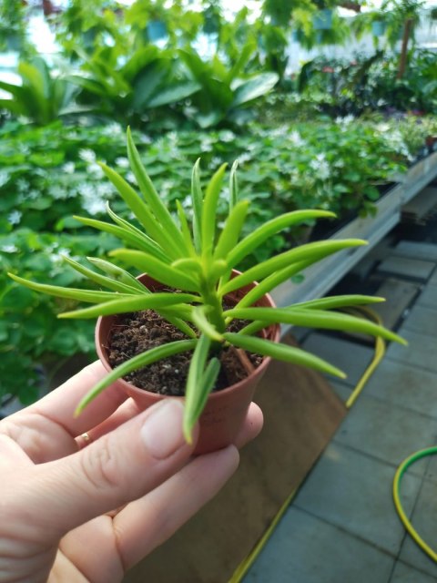 Peperomia Fasolowa ferreyrae Peperomia happy Bean Las w Słoiku Szkle Peperomia Fasolowa ferreyrae Peperomia happy Bean Las w Słoiku Szkle