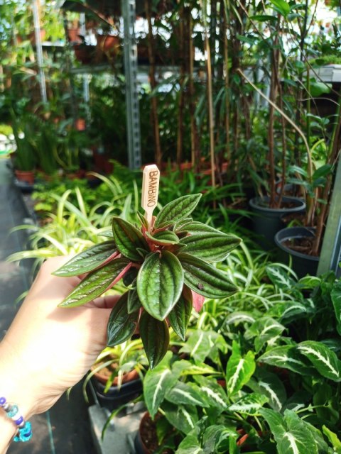 Peperomia karbowana Caperata rosso Las w Słoiku Peperomia karbowana Caperata rosso Las w Słoiku