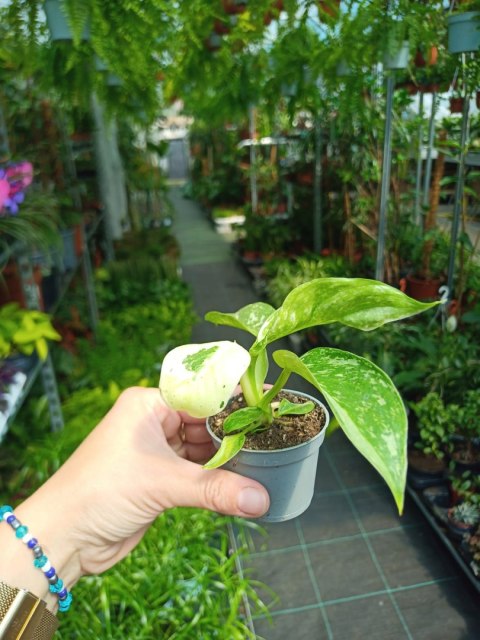 Philodendron Jose Buono Filek Filodendron KOLEKCJONERSKI Philodendron Jose Buono Filek Filodendron KOLEKCJONERSKI