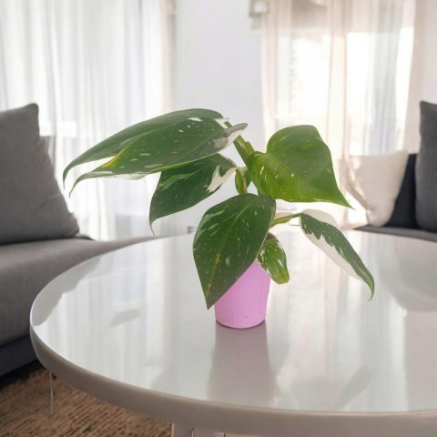 Philodendron Jose Buono Filek Filodendron KOLEKCJONERSKI Philodendron Jose Buono Filek Filodendron KOLEKCJONERSKI