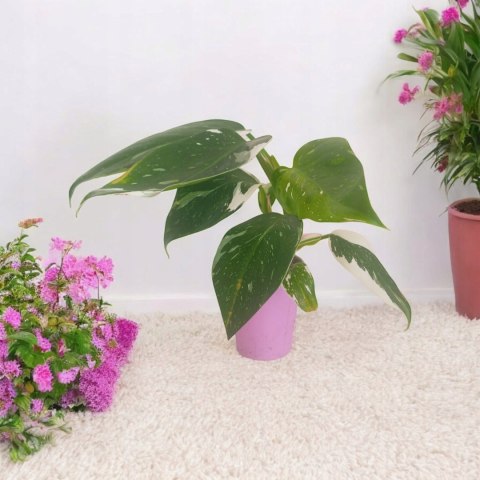 Philodendron Jose Buono Filek Filodendron KOLEKCJONERSKI Philodendron Jose Buono Filek Filodendron KOLEKCJONERSKI