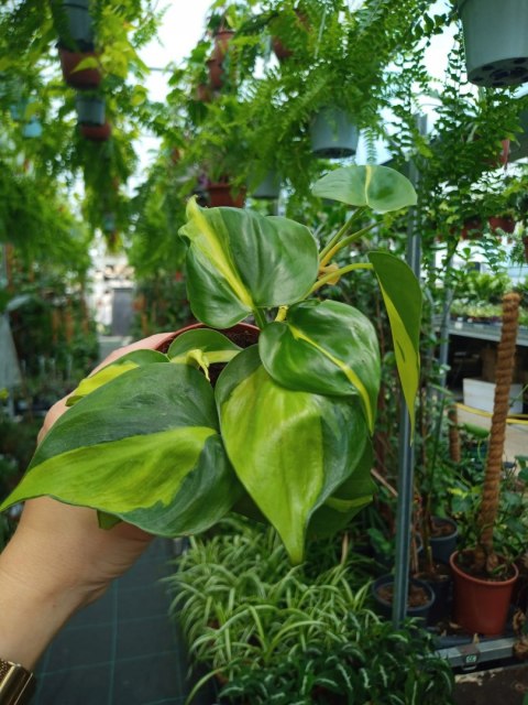 Philodendron Scandens Brasil Filodendron Brazylijski Złote Serce Philodendron Scandens Brasil Filodendron Brazylijski Złote Serce