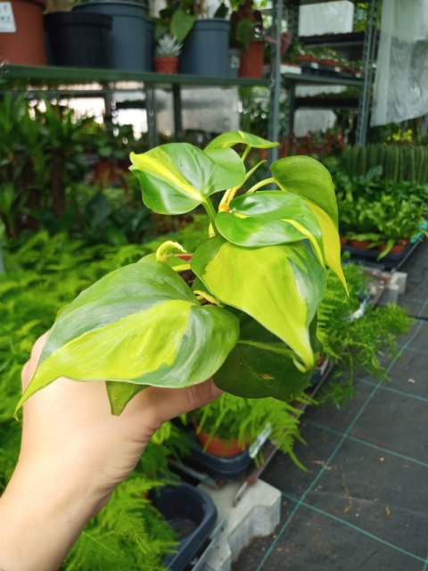 Philodendron Scandens Brasil Filodendron Brazylijski Złote Serce Philodendron Scandens Brasil Filodendron Brazylijski Złote Serce