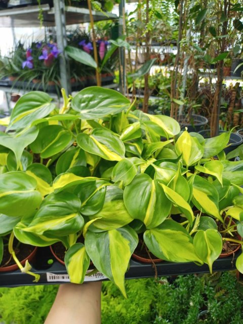 Philodendron Scandens Brasil Filodendron Brazylijski Złote Serce Philodendron Scandens Brasil Filodendron Brazylijski Złote Serce