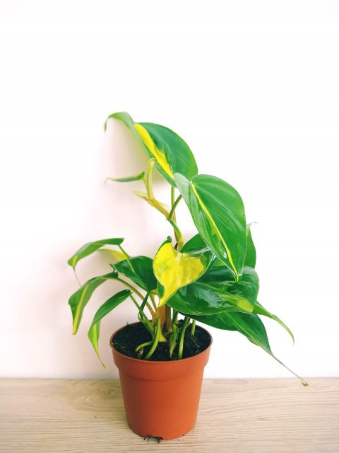 Philodendron Scandens Brasil Filodendron Brazylijski Złote Serce Philodendron Scandens Brasil Filodendron Brazylijski Złote Serce
