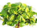 Philodendron Scandens Brasil Filodendron Brazylijski Złote Serce