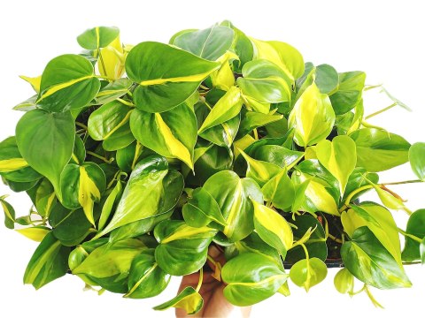 Philodendron Scandens Brasil Filodendron Brazylijski Złote Serce Philodendron Scandens Brasil Filodendron Brazylijski Złote Serce