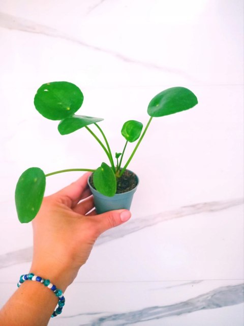 Pilea Peperomioides Pieniążek Ufo plant Chinska Moneta do lasu w Słoiku Pilea Peperomioides Pieniążek Ufo plant Chinska Moneta do lasu w Słoiku
