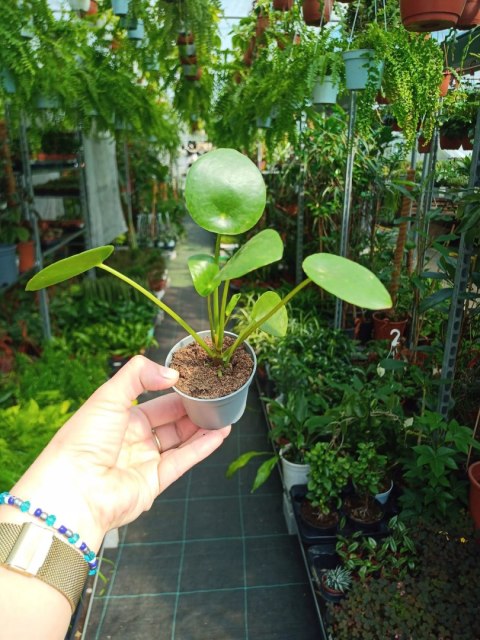 Pilea Peperomioides Pieniążek Ufo plant Chinska Moneta do lasu w Słoiku Pilea Peperomioides Pieniążek Ufo plant Chinska Moneta do lasu w Słoiku
