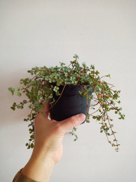 Pilea glauca 'Greyzy' do lasu w Słoiku wytrzymała na parapet Pilea glauca 'Greyzy' do lasu w Słoiku wytrzymała na parapet