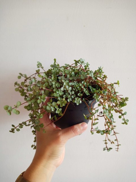 Pilea glauca 'Greyzy' do lasu w Słoiku wytrzymała na parapet Pilea glauca 'Greyzy' do lasu w Słoiku wytrzymała na parapet