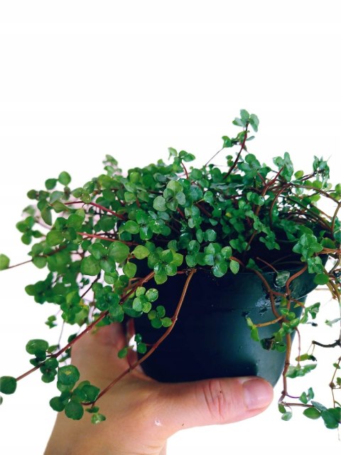 Pilea glauca 'Greyzy' do lasu w Słoiku wytrzymała na parapet Pilea glauca 'Greyzy' do lasu w Słoiku wytrzymała na parapet