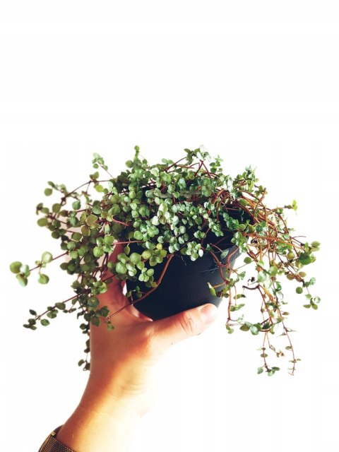 Pilea glauca 'Greyzy' do lasu w Słoiku wytrzymała na parapet Pilea glauca 'Greyzy' do lasu w Słoiku wytrzymała na parapet