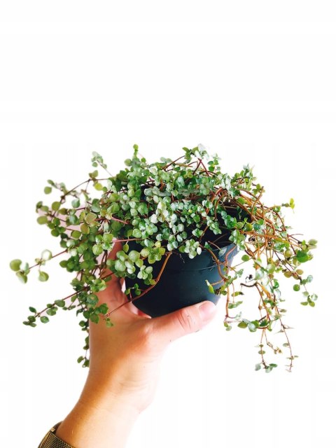 Pilea glauca 'Greyzy' do lasu w Słoiku wytrzymała na parapet Pilea glauca 'Greyzy' do lasu w Słoiku wytrzymała na parapet