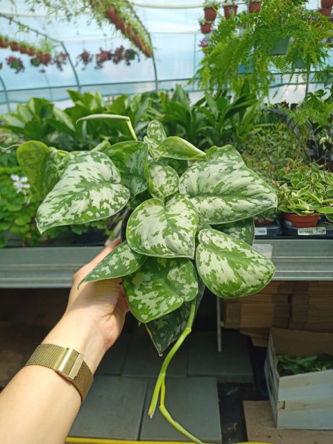 Scindapsus Epipremnum Trebie Satynowe srebrzyste Silver pothos Scindapsus Epipremnum Trebie Satynowe srebrzyste Silver pothos