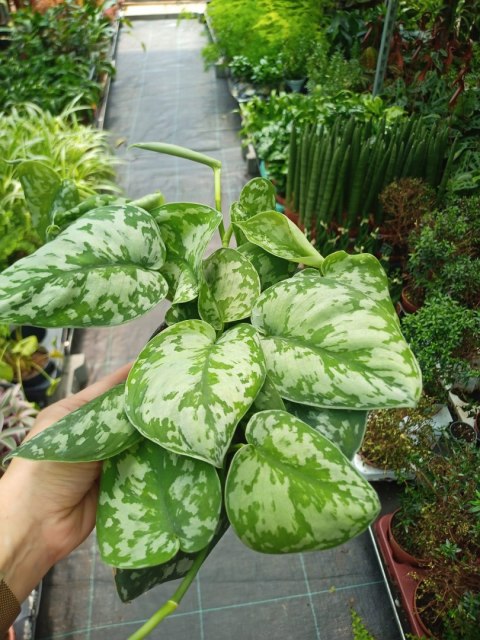 Scindapsus Epipremnum Trebie Satynowe srebrzyste Silver pothos Scindapsus Epipremnum Trebie Satynowe srebrzyste Silver pothos