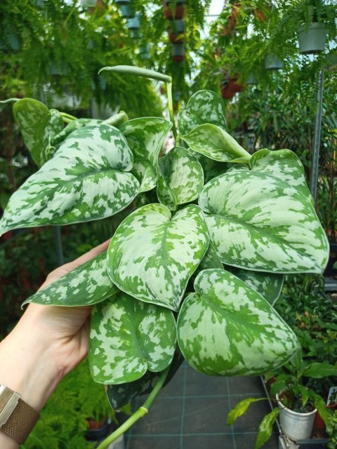 Scindapsus Epipremnum Trebie Satynowe srebrzyste Silver pothos Scindapsus Epipremnum Trebie Satynowe srebrzyste Silver pothos