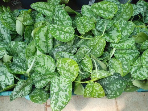 Scindapsus Epipremnum Trebie Satynowe srebrzyste Silver pothos Scindapsus Epipremnum Trebie Satynowe srebrzyste Silver pothos