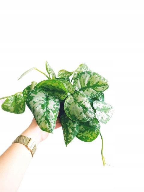 Scindapsus Epipremnum Trebie Satynowe srebrzyste Silver pothos Scindapsus Epipremnum Trebie Satynowe srebrzyste Silver pothos