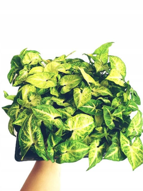 Syngonium Robusta Green Do Lasu w Słoiku do lasu w szkle Syngonium Robusta Green Do Lasu w Słoiku do lasu w szkle