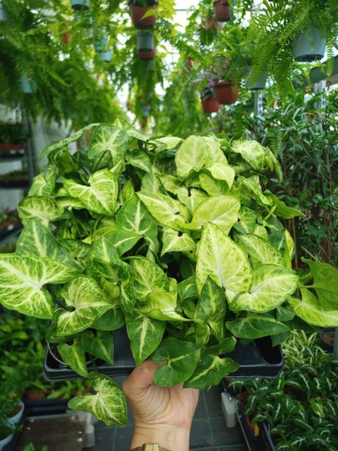 Syngonium Robusta Green Do Lasu w Słoiku do lasu w szkle Syngonium Robusta Green Do Lasu w Słoiku do lasu w szkle