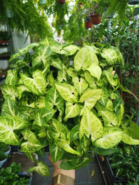 Syngonium Robusta Green Do Lasu w Słoiku do lasu w szkle Syngonium Robusta Green Do Lasu w Słoiku do lasu w szkle