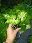 Syngonium Robusta Green Do Lasu w Słoiku do lasu w szkle