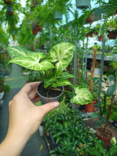 Syngonium Robusta Green Do Lasu w Słoiku do lasu w szkle Syngonium Robusta Green Do Lasu w Słoiku do lasu w szkle