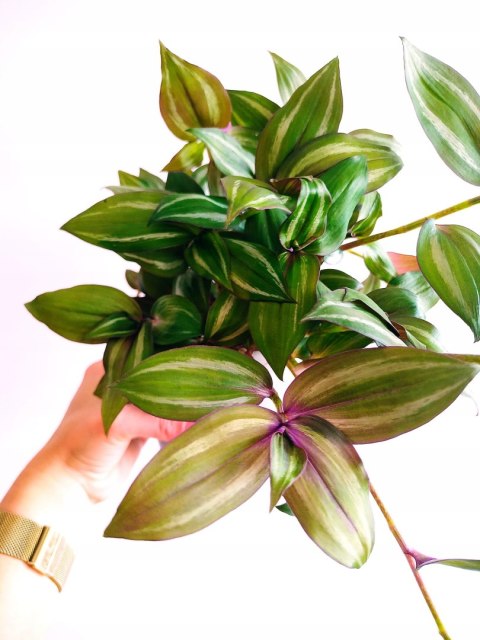 Trzykrotka zebra Tradescantia zebrina zielona w paski Trzykrotka zebra Tradescantia zebrina zielona w paski
